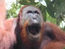 orangutan_wide_mouth.webp