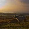 pony (1 of 1).webp