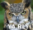 ya_rly.webp