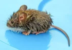 090320-new-mouse-picture_big.webp