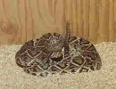 diamondback_rattlesnake2.webp