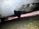 Oil.webp