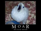 MOAR.webp