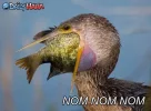 nomnombird.webp