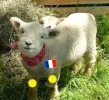 sheep_baaaa.webp