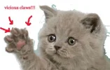 kitten_claws2.webp