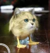 DuckCat.webp