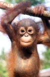 Orangutan.webp