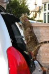 Cheeky cat.webp