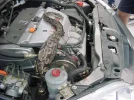 snake5.webp