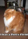 lol-cats.webp