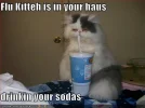 funny-pictures-sick-cat-drinks-soda.webp