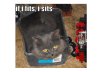 fits-sits-cat-01-625x450.jpg
