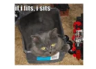 fits-sits-cat-01-625x450.webp