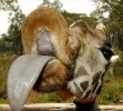 69%20Giraffe%20Tongue.webp