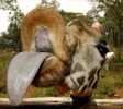 giraffe-tongue.webp