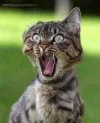 angry_cat.webp