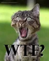 1eb8fe29f9bfa10e_wtf_1_.webp