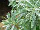 Picture 266 (Small).webp