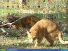 desktop image.webp