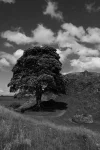 Wall Tree.webp