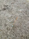 yby6aged.webp