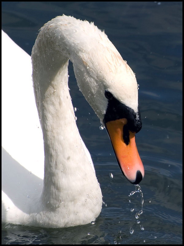 Swan.jpg