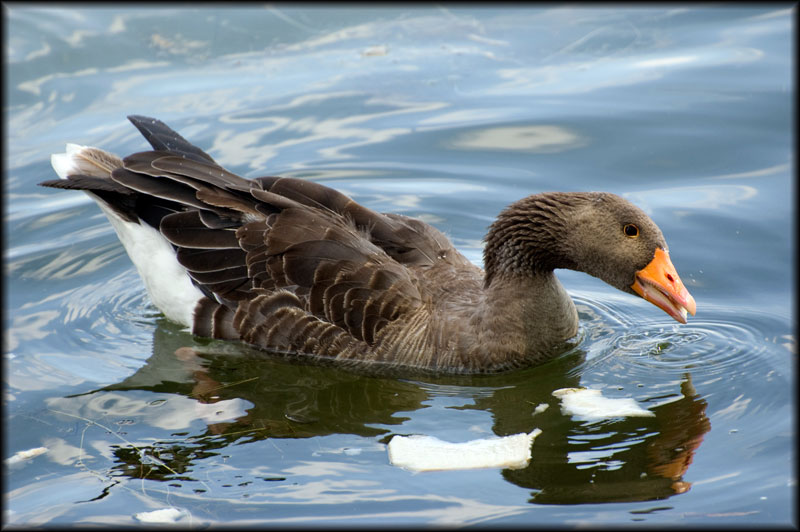 DSC_2927.jpg